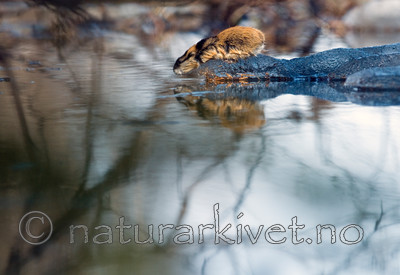 BB 11 0051 / Lemmus lemmus / Lemen